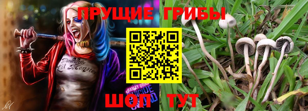 Псилоцибиновые грибы мицелий Иркутск