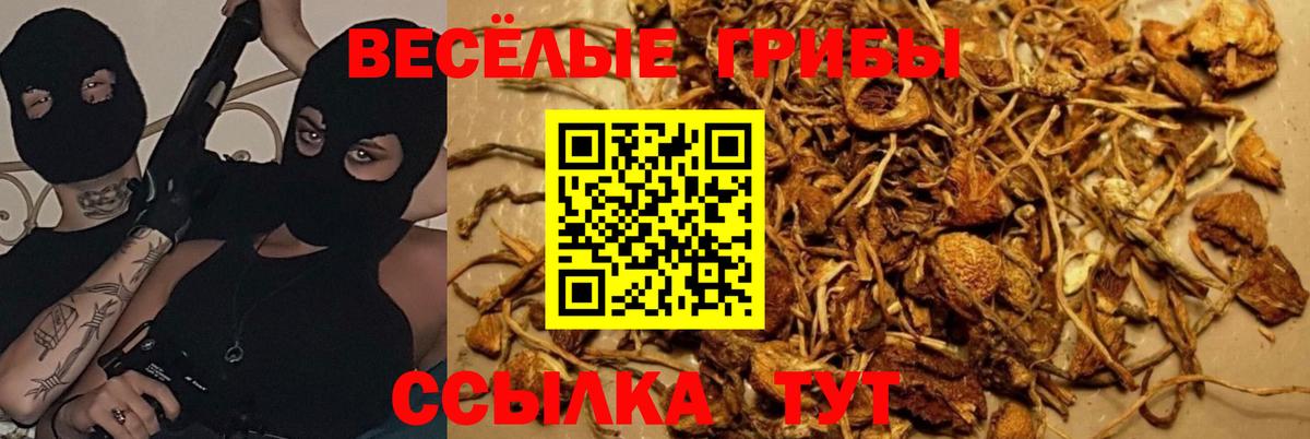 Галлюциногенные грибы GOLDEN TEACHER  Вход с VPN  Иркутск 